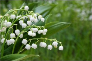 Lily-Of-The-Valley-320x213